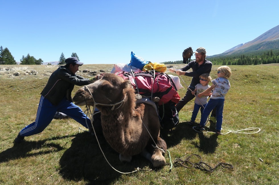 Forberedelser av kamelen i Mongolia.