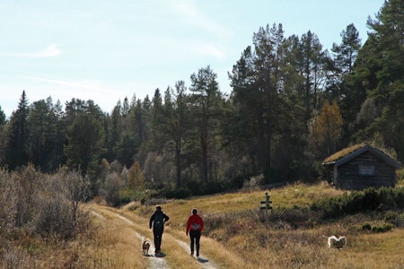 En stor del av turen følger elva, hvor du kan se bever dersom du er heldig. Foto: Erlend Larsen Raulandsfjell krossen turguide