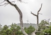 HITRA-NATUREN: Vindturbinene strekker seg høyt over furuskogen på Hitra. Foto: Unni Skoglund HITRA-NATUREN: Vindturbinene strekker seg høyt over furuskogen på Hitra. Foto: Unni Skoglund