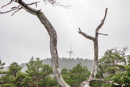 HITRA-NATUREN: Vindturbinene strekker seg høyt over furuskogen på Hitra. Foto: Unni Skoglund