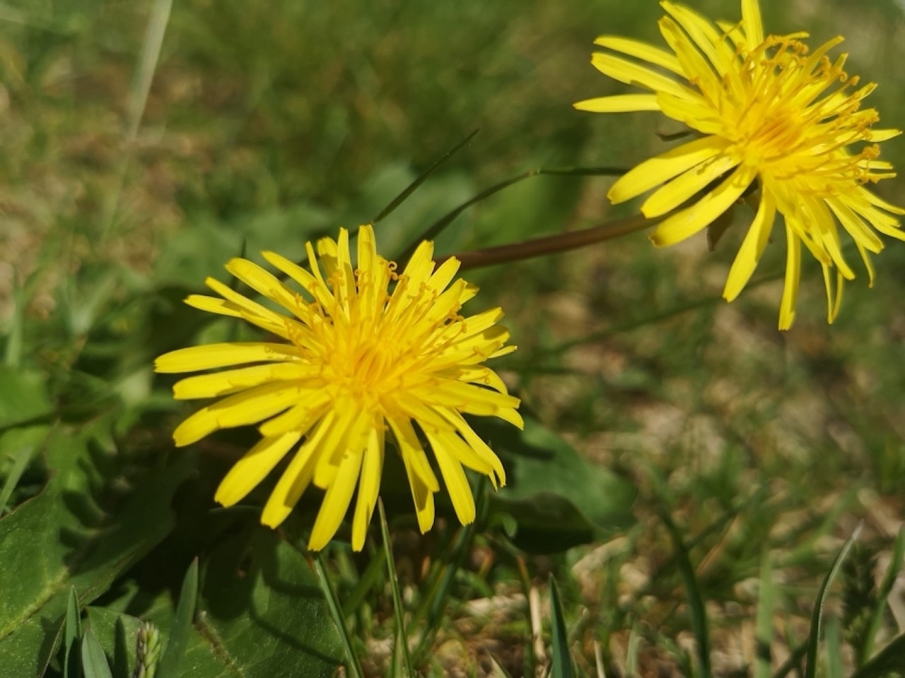 LØVETANN: Ingenting på løvetanna er giftig. Heile løvetannplanta kan etast, både blome, blad, stilk og rot. Foto: Gunhild Aaslie Soldal løvetann kan spises