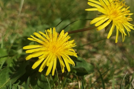 LØVETANN: Ingenting på løvetanna er giftig. Heile løvetannplanta kan etast, både blome, blad, stilk og rot. Foto: Gunhild Aaslie Soldal løvetann kan spises