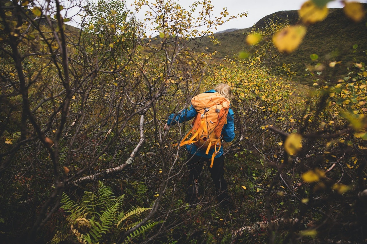 I BUSK OG KRATT: Sauesanking handlar om å ferdast meir utanfor sti enn på sti. Det handlar om å ha blikket med seg og om å vere lur, om samarbeid og stamina. I BUSK OG KRATT: Sauesanking handlar om å ferdast meir utanfor sti enn på sti. Det handlar om å ha blikket med seg og om å vere lur, om samarbeid og stamina.