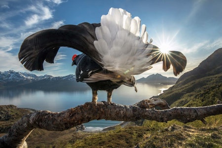 ORRFUGL: Her på kysten i Nord-Norge spiller orrfuglene mer for seg selv, på sine egne territorier, og gjerne også på kvelden og natta i midnattssola. Foto: Audun Rikardsen orrfugl audun rikardsen