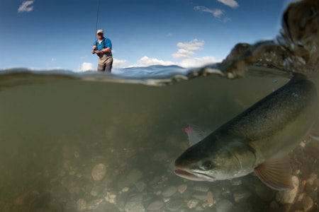 Elvene i Alaska huser en rekke arter. Her har en røye, eller såkalt "Dolly Varden",  akkurat tatt fluen. Fisken er nær slektningen av vår egen røye og navnet er visstnok hentet fra en vakker dame i Charles Dickens romaner fra slutten av 1800-tallet. Chunilna Creek alaska fisketur