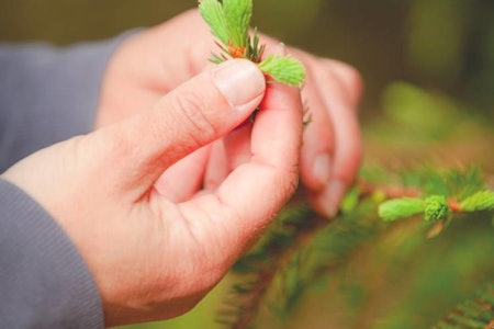 GRANSKUDD I MATEN: De er lys grønne, myke og dufter friskt av skog. Kan du forestille deg hvor godt de smaker? Foto: Rita Svorkås  oppskrifter med granskudd