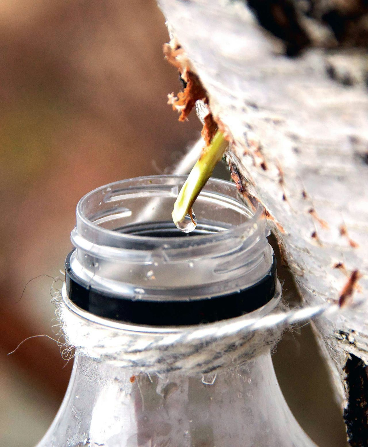 SAFT: Bjørkesafta kan du drikka som han er, i bakverk eller koka inn til sirup. Sirupen er nydeleg på is, på ost, i teen eller på pannekakene. Foto: Sigrid Henjum SAFT: Bjørkesafta kan du drikka som han er, i bakverk eller koka inn til sirup. Sirupen er nydeleg på is, på ost, i teen eller på pannekakene. Foto: Sigrid Henjum