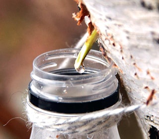 SAFT: Bjørkesafta kan du drikka som han er, i bakverk eller koka inn til sirup. Sirupen er nydeleg på is, på ost, i teen eller på pannekakene. Foto: Sigrid Henjum SAFT: Bjørkesafta kan du drikka som han er, i bakverk eller koka inn til sirup. Sirupen er nydeleg på is, på ost, i teen eller på pannekakene. Foto: Sigrid Henjum