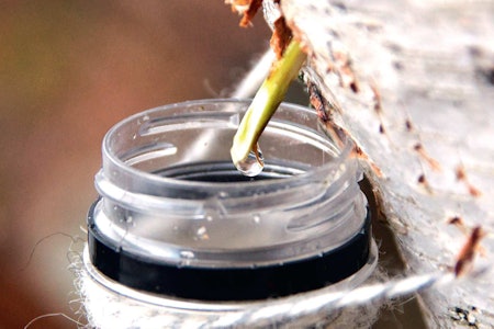 SAFT: Bjørkesafta kan du drikka som han er, i bakverk eller koka inn til sirup. Sirupen er nydeleg på is, på ost, i teen eller på pannekakene. Foto: Sigrid Henjum SAFT: Bjørkesafta kan du drikka som han er, i bakverk eller koka inn til sirup. Sirupen er nydeleg på is, på ost, i teen eller på pannekakene. Foto: Sigrid Henjum