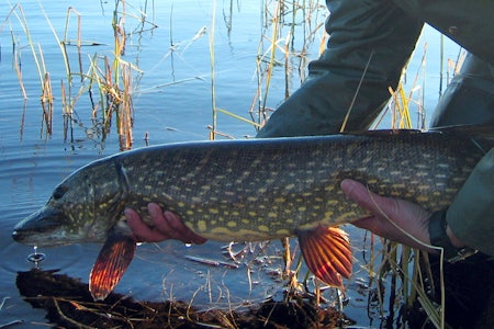 IKKE UVANLIG: Det settes ut fisk i ferskvann hvor den ikke hører hjemme. Foto: OT Sandlund, NINA Femmede arter