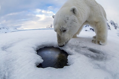 ISBJØRN-PEK: Etter at den gigantiske isbjørnen hadde tatt et utall «selfier» av seg selv foran kameraet mitt, kvitterte den med å putte hele greia ned i hullet hvor det sank til 140 meters dyp, tilsynelatende tapt for alltid. Hva gjør man da? Foto: Audun Rikardsen