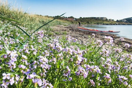 HUI: Sommeridyll på øya. Foto: Padleled Vestfold padling på Tjøme