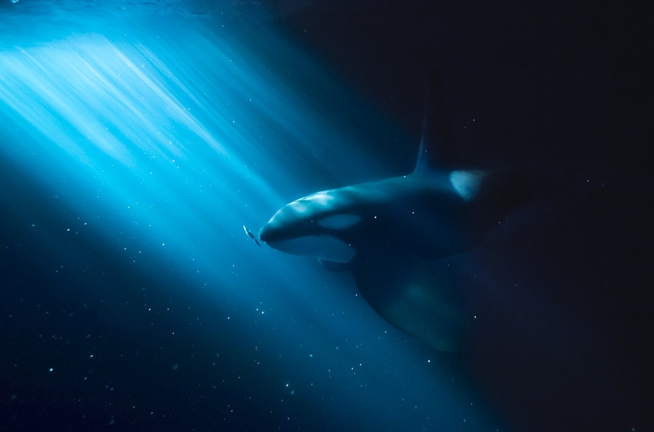 SPEKKHOGGER: På jakt etter kveldssnop. Foto: Audun Rikardsen spekkhuggerer og knølhval