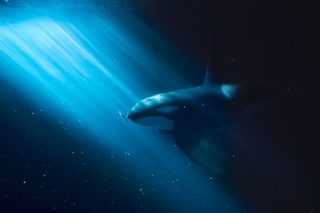 SPEKKHOGGER: På jakt etter kveldssnop. Foto: Audun Rikardsen spekkhuggerer og knølhval