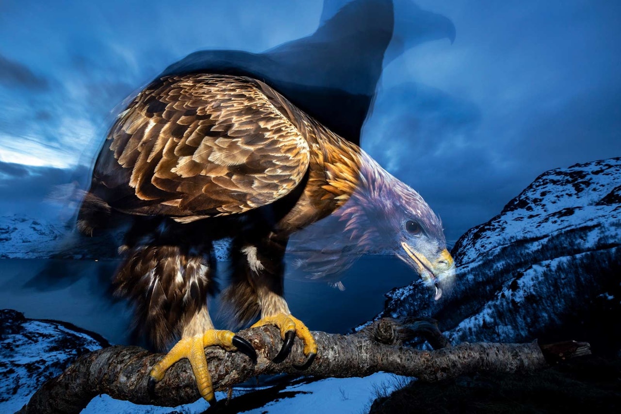 KONGEØRNA: Audun Rikardsen har fått et spesielt forhold til denne fuglen. Foto: Audun Rikardsen KONGEØRNA: Audun Rikardsen har fått et spesielt forhold til denne fuglen. Foto: Audun Rikardsen