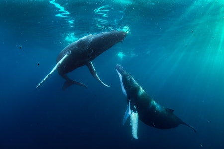 KNØLHVAL: En uforglemmelig opplevelse. Foto: Audun Rikardsen KNØLHVAL: En uforglemmelig opplevelse.