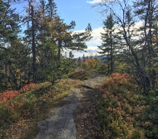 OSLONÆRT: Langs ryggen av Pershusfjellet i Nordmarka finner du en lite brukt drømmesti. Foto: Bjørnar Eidsmo pershusfjellet nordmarka løpetur