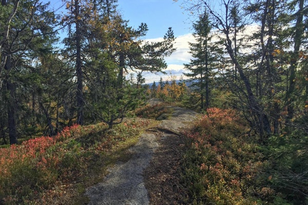 OSLONÆRT: Langs ryggen av Pershusfjellet i Nordmarka finner du en lite brukt drømmesti. Foto: Bjørnar Eidsmo pershusfjellet nordmarka løpetur