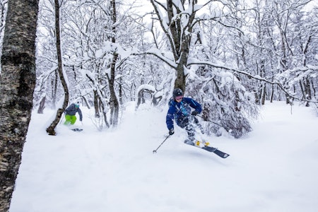 PLAN B: Lavtrykk og massivt snøvær gjør Brandstadskogen til et fullgodt alternativ til å dra opp i fjellet der sikten er dårlig. Foto: Terje Aamodt PLAN B: Lavtrykk og massivt snøvær gjør Brandstadskogen til et fullgodt alternativ til å dra opp i fjellet der sikten er dårlig. Foto: Terje Aamodt