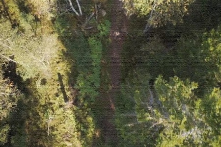STILØPING: Store deler av Nordmarkstraver´n går på smale stier gjennom Nordmarka. (Illustrasjon basert på film fra fjorårets løp fra Falkeblikk AS.) nordmarkstravern oslo løping