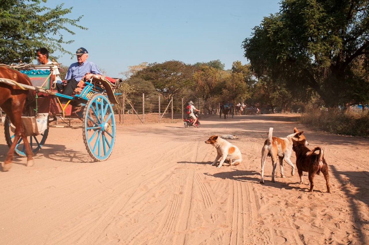 Hest og kjerre eller el-sykkel har blitt et populært alternativ til sykkel og taxi. Løshunder er overalt. I New Bagan, Old Bagan og Nyaung U er det mange muligheter for frokost, lunsj eller middag mellom etappene. Hest og kjerre eller el-sykkel har blitt et populært alternativ til sykkel og taxi. Løshunder er overalt. I New Bagan, Old Bagan og Nyaung U er det mange muligheter for frokost, lunsj eller middag mellom etappene.