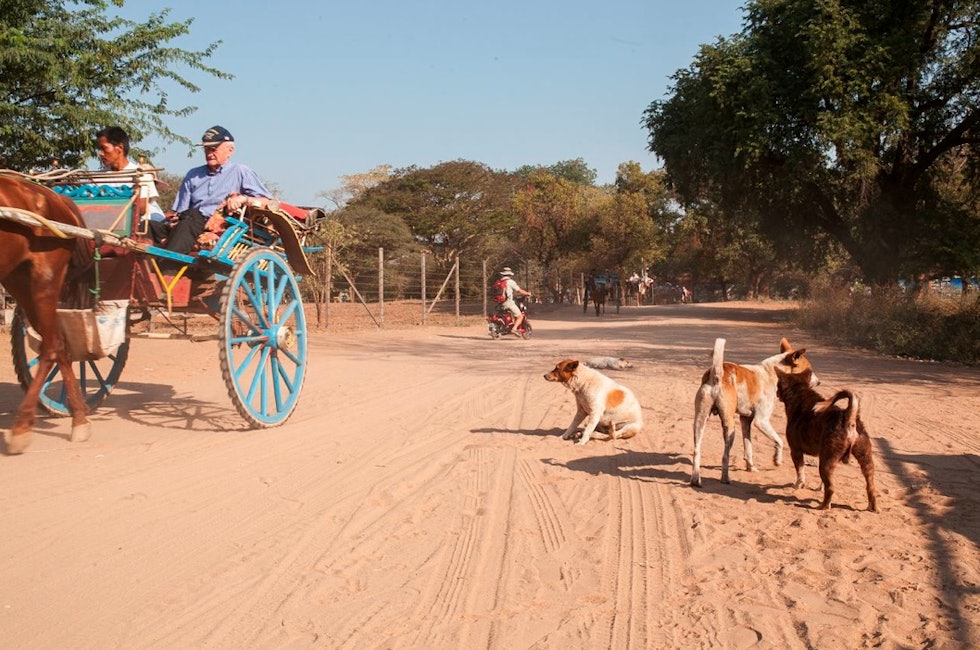 Hest og kjerre eller el-sykkel har blitt et populært alternativ til sykkel og taxi. Løshunder er overalt. I New Bagan, Old Bagan og Nyaung U er det mange muligheter for frokost, lunsj eller middag mellom etappene. 