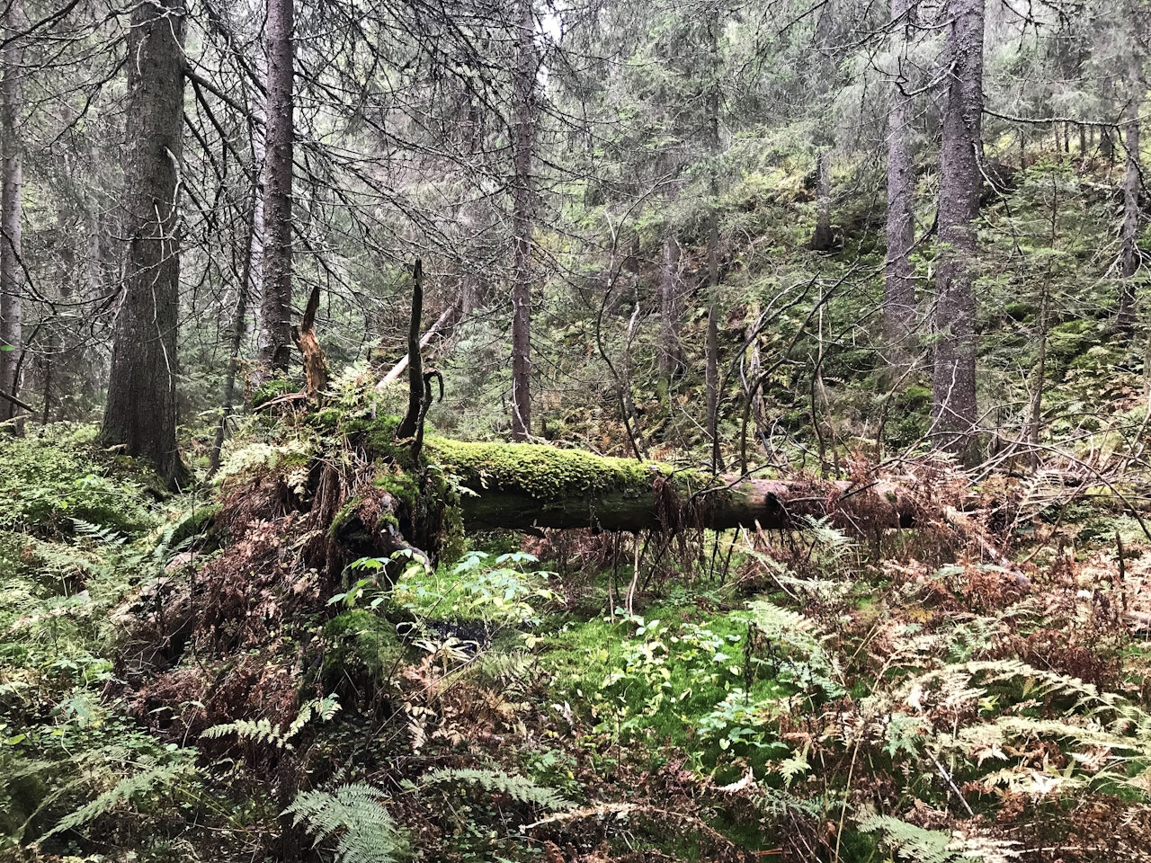 skog og skogvern