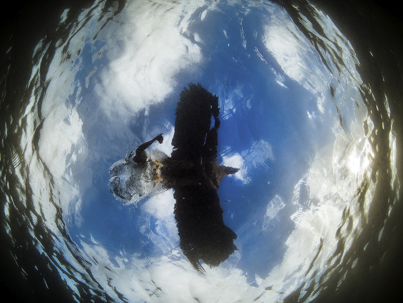 DØDEN FRA OVEN: Ørn som tar fisk sett fra fiskeperspektiv. Bildet er tatt ved hjelp av et fjernstyrt undervannskamera. Det ble kåret årets nordiske fuglebilde og det beste bildet totalt i konkurransen. Dermed fikk Audun Rikardsen tittelen årets Nordiske naturfotograf 2014. Han fikk samme tittel i 2012 og ble norsk mester i naturfoto i 2013. DØDEN FRA OVEN: Ørn som tar fisk sett fra fiskeperspektiv. Bildet er tatt ved hjelp av et fjernstyrt undervannskamera. Det ble kåret årets nordiske fuglebilde og det beste bildet totalt i konkurransen. Dermed fikk Audun Rikardsen tittelen årets Nordiske naturfotograf 2014. Han fikk samme tittel i 2012 og ble norsk mester i naturfoto i 2013.