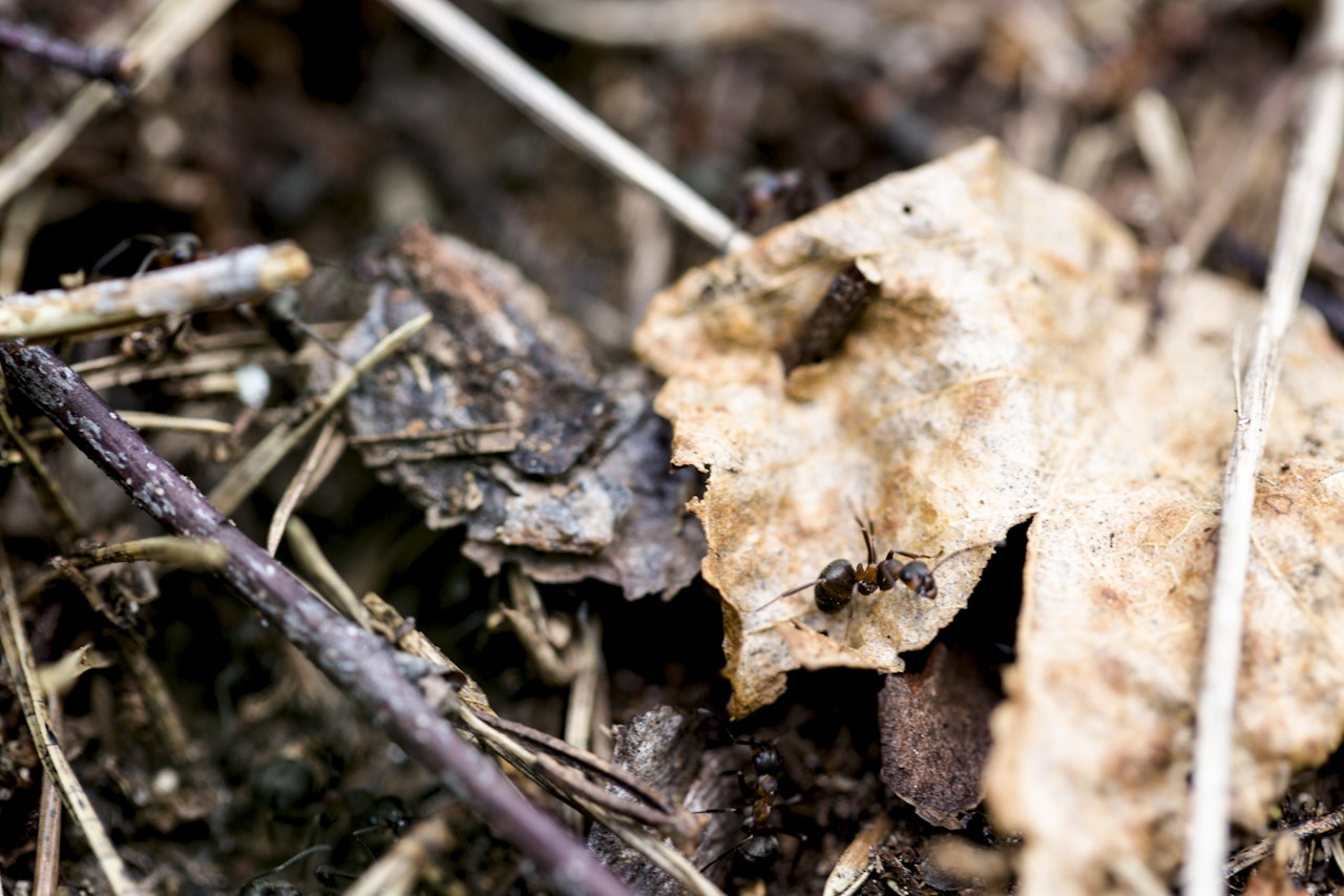 KLAR SEG SJØL: Det er alltid noe å lære, og denne boka kan kanskje gi deg ett og annet tips. Foto: Line Hårklau KLAR SEG SJØL: Det er alltid noe å lære, og denne boka kan kanskje gi deg ett og annet tips. Foto: Line Hårklau