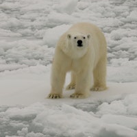 SJEFEN: Isbjørnen er den alle må være på vakt for. Om bord i MS Origo er det trygg avstand. 