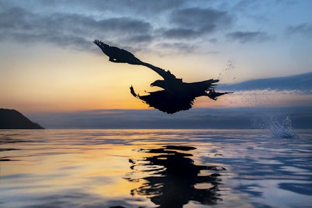 Havørna er trolig den dyrearten som har betydd mest for meg, både for valg av yrke og fotointeresse.  Havørna er trolig den dyrearten som har betydd mest for meg, både for valg av yrke og fotointeresse.