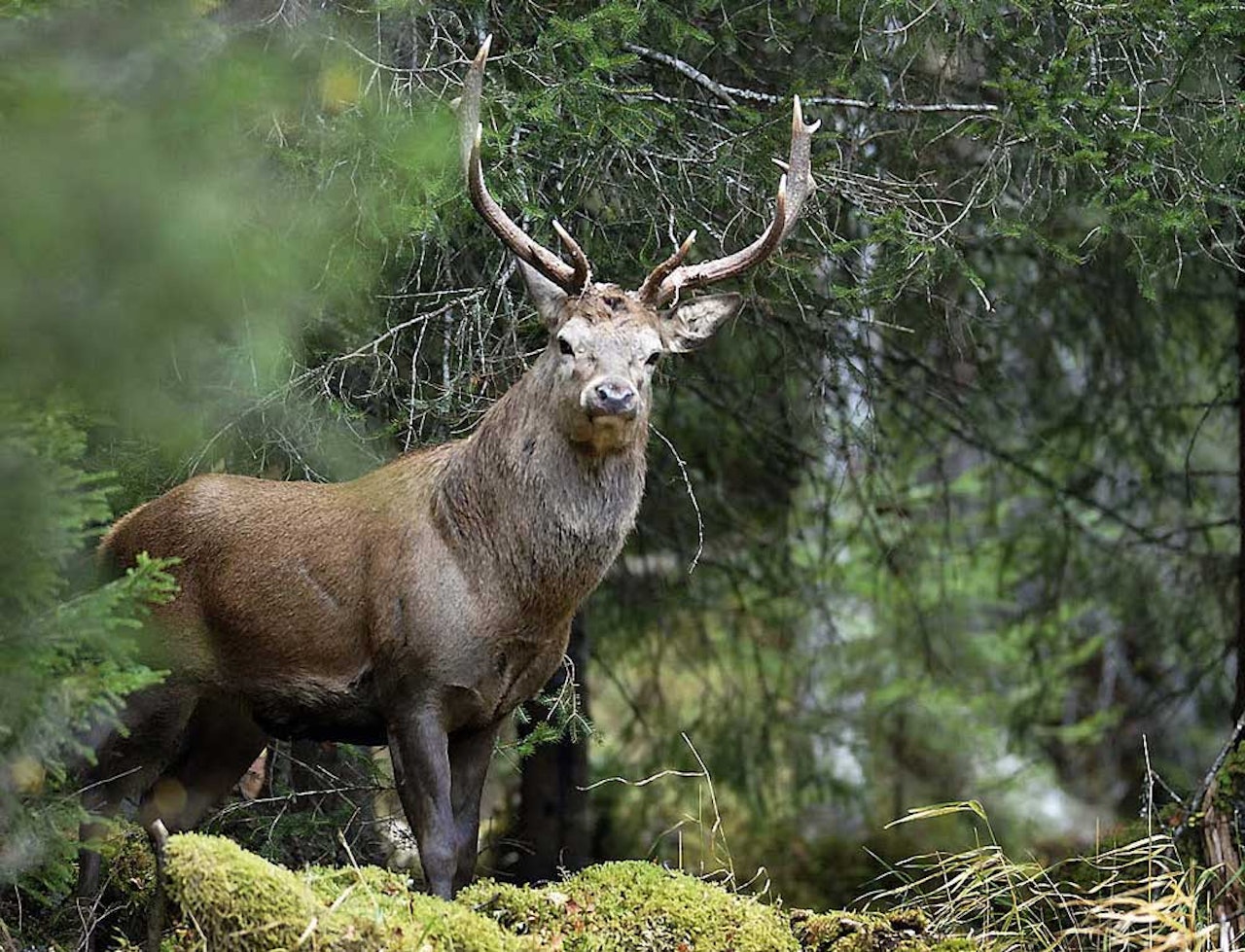 Varsom majestet: En hjortebukk titter nysgjerrig på fotografen. Mye av utfordringen i Arne og Torgeirs arbeid består av å følge skye individer og lage historier med emosjonelle bilder av dyra. Foto: Naturbilder.no Varsom majestet: En hjortebukk titter nysgjerrig på fotografen. Mye av utfordringen i Arne og Torgeirs arbeid består av å følge skye individer og lage historier med emosjonelle bilder av dyra. Foto: Naturbilder.no
