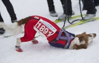 Fire bein kan fly like fort som to ski Fire bein kan fly like fort som to ski
