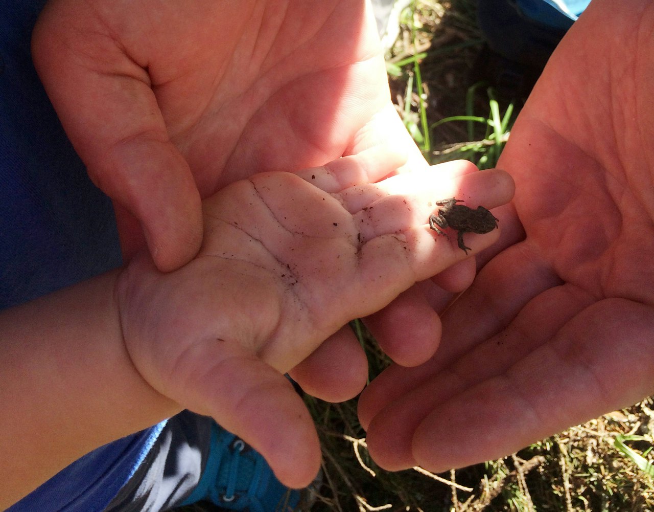 EN SPRETTEN FROSK: Barn er ikke opptatt av det velpleide, det godt tilrettelagde og overskuelige. De interesserer seg neppe for skjønne utsikter. De er ikke interessert i turløyper hvor en ser langt og som forflytter fokus til horisonten, skriver Bjørn Tordsson i denne kronikken. Illustrasjonsfoto: Gunhild Aaslie Soldal barn med frosk i hånda