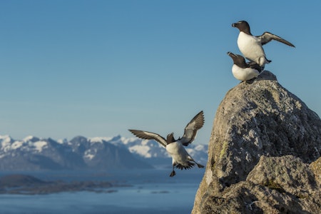 Lundefuglen er tilbake: For UTEs naturfotograf-ekspert er det ett av av vårens store høydepunkter. Foto: Audun Rikardsen Lundefuglen er tilbake: For UTEs naturfotograf-ekspert er det ett av av vårens store høydepunkter. Foto: Audun Rikardsen