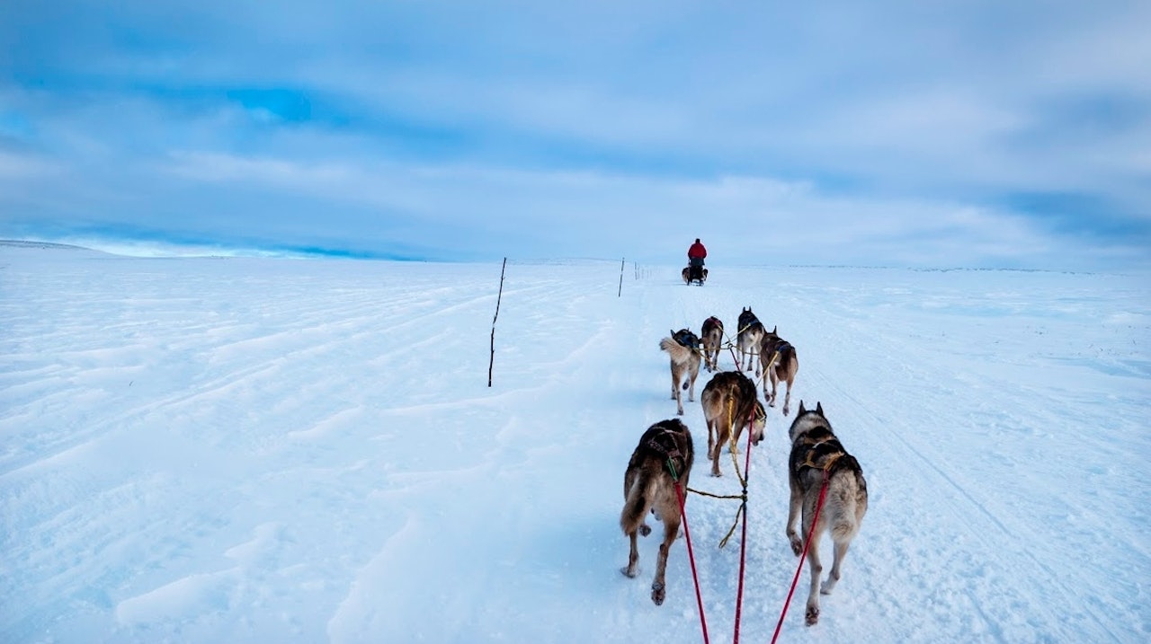 INNFØRING I HUNDEKJØRING: Fra Finnmarksløpet. Foto: Marte Stensland Jørgensen Fra Finnmarksløpet. Foto: Marte Stensland Jørgensen