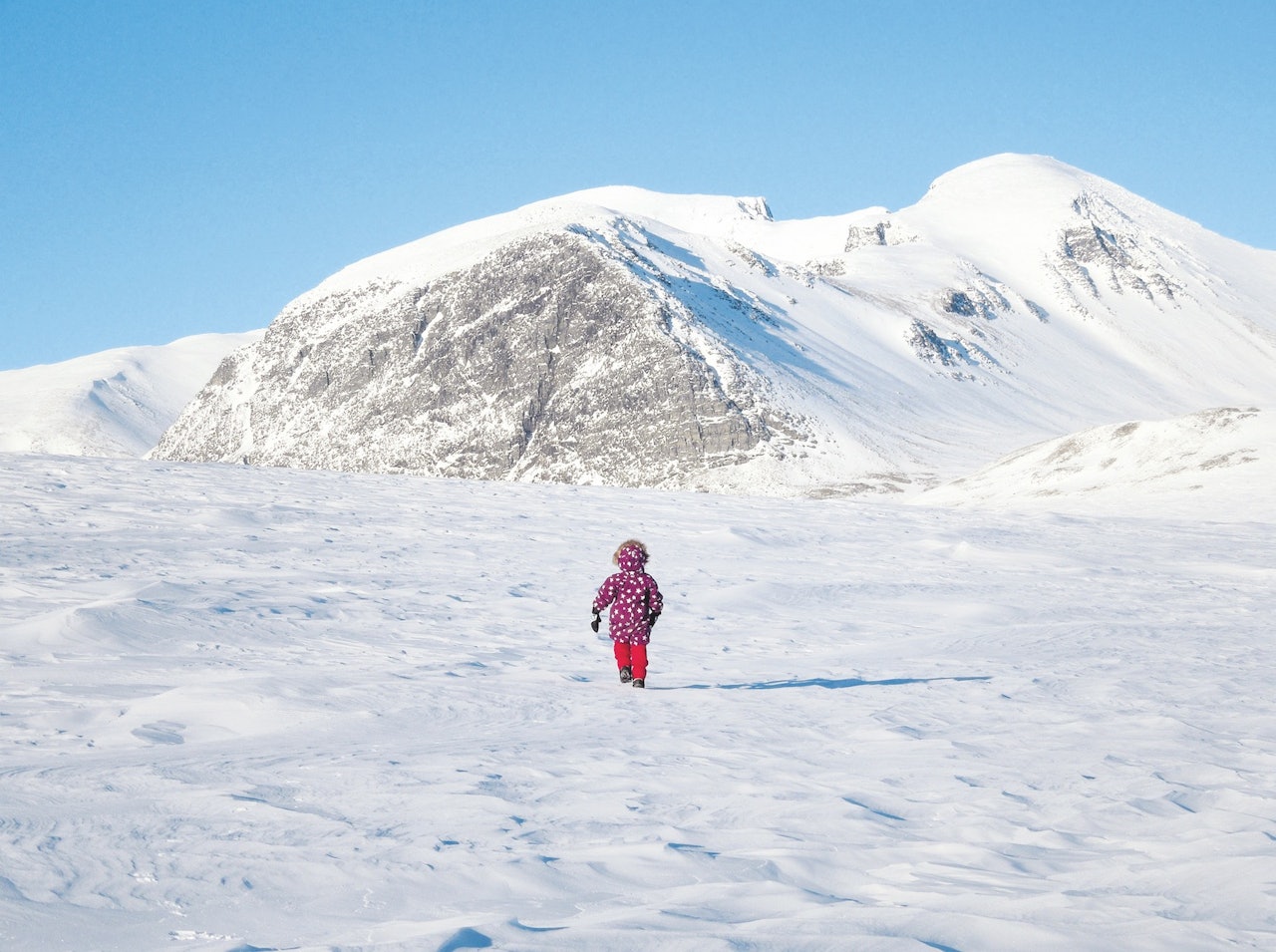 På leting: Aurora leter etter snøskavler. I bakgrunnen «Svartnuten» som lever opp til navnet sitt foran Rondslottet og Vinjeronden som er til høyre. På leting: Aurora leter etter snøskavler. I bakgrunnen «Svartnuten» som lever opp til navnet sitt foran Rondslottet og Vinjeronden som er til høyre.