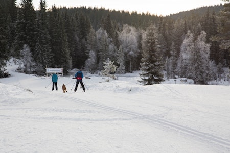 BROVOLL: Her er det milevis med skiløyper som ligger klare både for to og firbente. Foto: Lillian Langseth BROVOLL: Her er det milevis med skiløyper som ligger klare både for to og firbente. Foto: Lillian Langseth