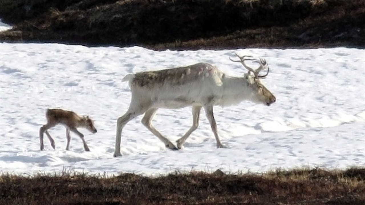 Foto: Tine Larsen Foto: Tine Larsen