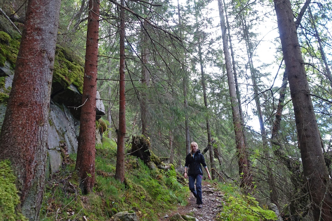 Rjukan Selstali gåtur guide skog