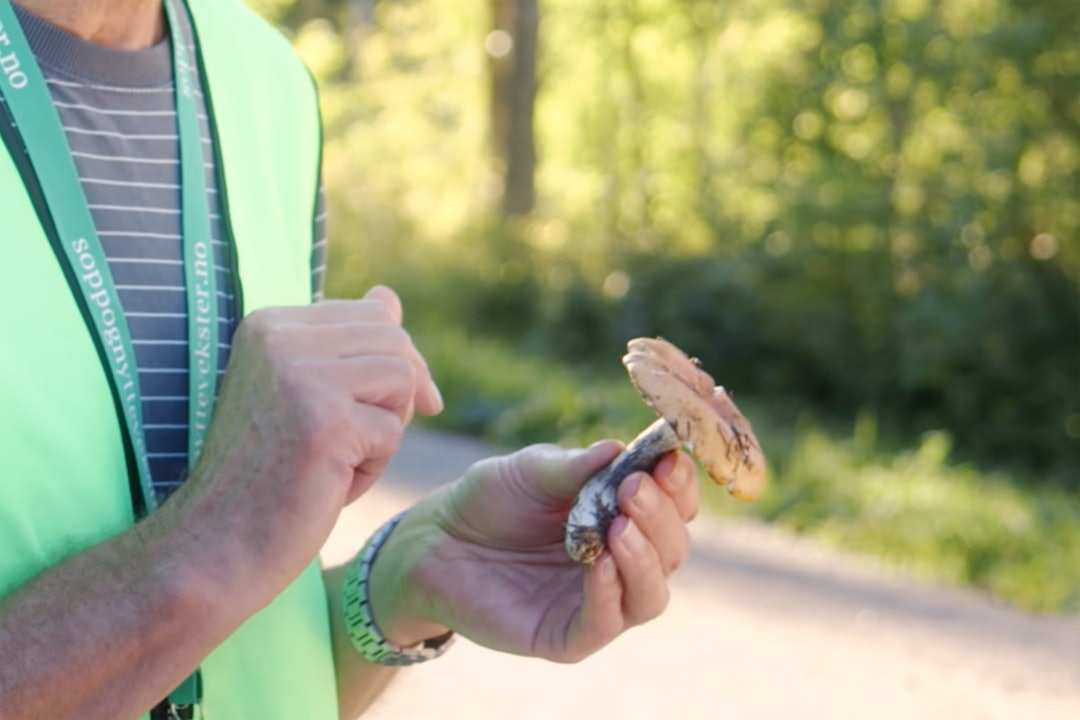Det arrangeres soppkontroll over hele landet i sesongen, hvor du kan få hjelp med å sjekke soppen din. soppkontroll