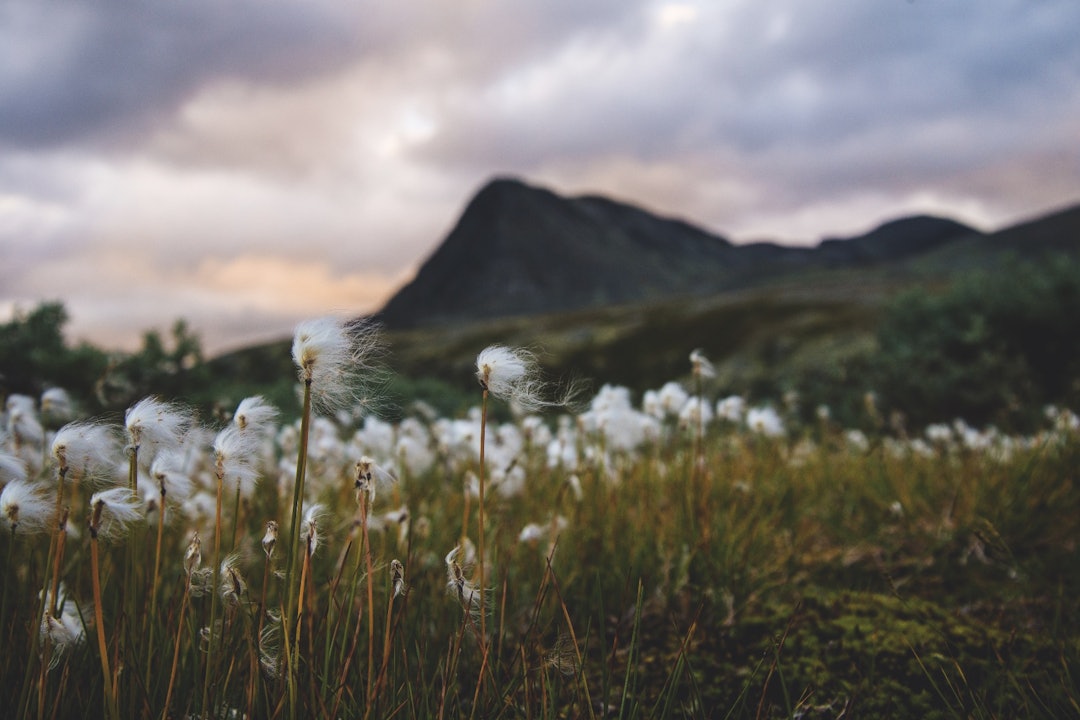 FOR ORDENS SKYLD: Rondane byr på mer enn steinrøys, så klart. Foto: Maria K. Kleiven FOR ORDENS SKYLD: Rondane byr på mer enn steinrøys, så klart. Foto: Maria K. Kleiven