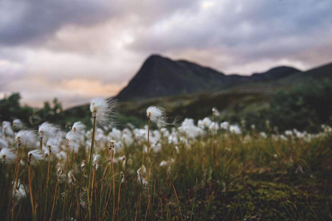 FOR ORDENS SKYLD: Rondane byr på mer enn steinrøys, så klart. Foto: Maria K. Kleiven