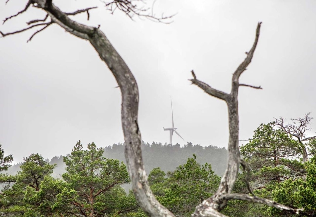HITRA-NATUREN: Vindturbinene strekker seg høyt over furuskogen på Hitra. Foto: Unni Skoglund For-mye-verdifull-natur-i-Troendelag-har-blitt-bygd-ut-crop1280