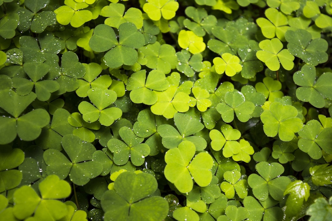Gaukesyre: Friske grønne blad og sprø kvite blomstrar. Du kan eta begge deler og du finn dei over alt i skogen. Foto: Sigrid Henjum gaukesyre foto Sigrid henjum