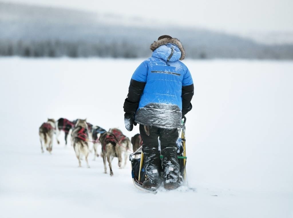 HUNDEKJØRING: Kuldegradene kan bli ekstra effektive bak et hundespann. Foto: Håkan Wike