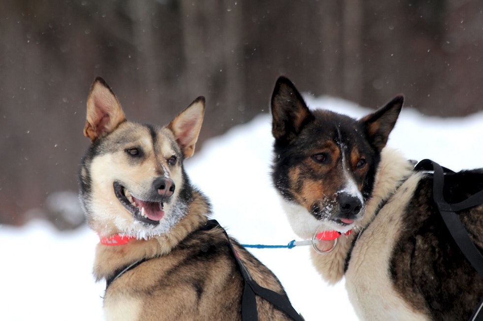 SAMARBEID: Russern og Olive, de to lederhundene som tok Ulsom til mål. Foto: Mille Porsild
