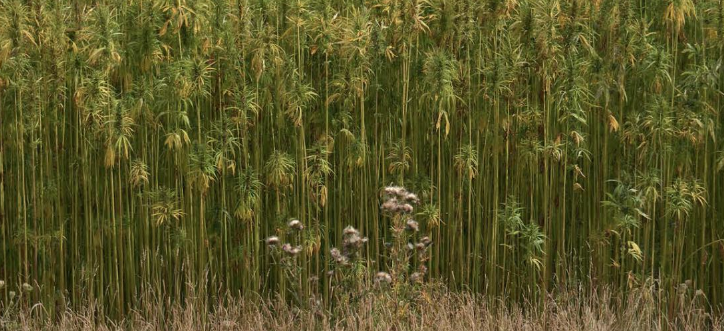 hamp hemp miljøvennlig fibre