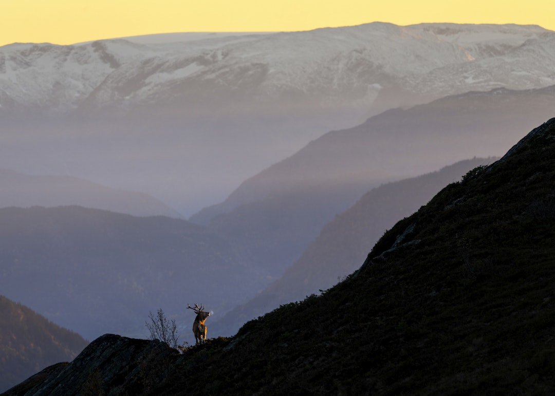 BRØLEBUKK: »Stort sett er man på feil stad til rett tid. Denne ettermiddagen var eg derimot uforskamma heldig, og gikk rett på en bukk helt oppe på snaufjellet. For en gangs skyld såg eg han før han såg meg. Han stod i horisont eit par hundre meter vekk, fullstendig fokusert på ett eller anna i motsatt retning av der eg var. Eg utnytta sjansen til å komme meg på «skuddhold» med kameraet, og heiv meg ned bak ei tue. I det eg var på plass, bestemte bukken seg for at det var tid for ein middagskvil. Han la seg ned heilt paddeflat i lyngen med berre tuppen av geviret synlig, og vart liggande. Etter to timar var det berre nokre minuttar att før sola forsvann bak fjella. Eg veit at det ofte blir liv i bukkane akkurat når sola går ned, så eg kryssa fingrane og håpa at dette vart tilfellet no – og det var akkurat dette som skjedde. Ein anna bukk brølte nokre hundre meter lengre vekke, og «min» bukk spratt på beina, fillerista ei einebusk og sendte den flygande over hodet, før han brølte og forsvant i full fart nedover lia.» . Sony A7r4, Sony 100-400mm på 400mm og f/5,6, 1/200 sek, ISO 100. Foto: Vegard Aasen hjort vegard aasen