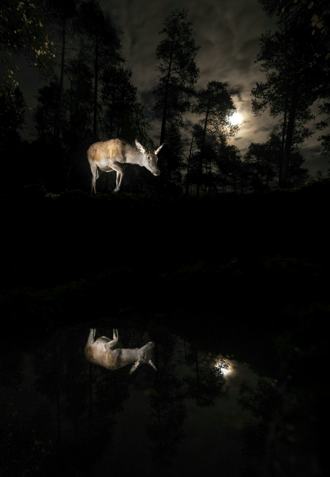 2X HJORT OG FULLMÅNE: «Dette er eit prosjekt eg har jobba med ei stund. Det er eit teknisk krevande bilde, og med eit så forsiktig og skeptisk dyr som hjorten tok det tid før det i det heile tatt gjekk eit dyr forbi kameraet. I utgangspunktet var ideen å få til spegling av hjort og stjernehimmel, men då sjansen med fullmånen dukka opp var det ikkje heilt feil det, heller. Eg monterte opp kamerafella mi ein stad der haust- og vårtrekket til hjorten går forbi. I vår vart det stang ut på prosjektet, men i haust vart det stang inn! Den siste dagen det var håp om klarvær i trekkperioden gjekk det forbi fleire hjortar, og denne gjekk forbi akkurat då skyene sprakk opp og månen titta fram. Det vart ein liten seiersdans i skogen då eg såg biletet! Nikon D810, Samyang 14mm, f/4, 5 sek, ISO 1250. Foto: Vegard Aasen hjort vegard aasen naturfoto